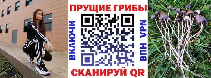 Купить где  Суджа  Псилоцибиновые грибы прущие грибы 